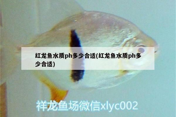 BD魟魚適宜的pH值調控技巧