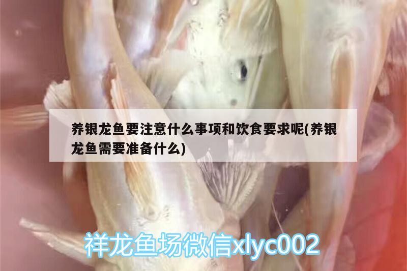 養銀龍魚要注意什么事項和飲食要求呢(養銀龍魚需要準備什么) 銀龍魚百科 養銀龍魚要注意什么事項和飲食要求呢(養銀龍魚需要準備什么) 養銀龍魚要注意什么事項和飲食要求呢(養銀龍魚需要準備什么) 銀龍魚百科