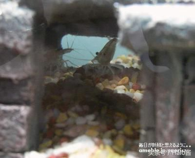 川沙哪里有賣魚缸的市場：上海川沙地區的魚缸市場