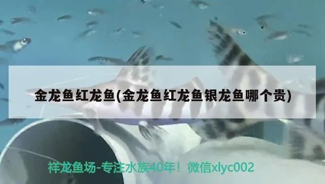 金龍魚銀龍魚紅龍魚哪個最貴：金、銀、紅龍魚在價格方面各有差異 金龍魚銀龍魚紅龍魚哪個最貴：金、銀、紅龍魚在價格方面各有差異 紅龍魚百科 第2張