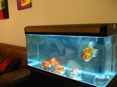 虎頭魚缸的擺放位置：虎頭魚缸寓意著萬事如意和富貴吉祥而富貴吉祥而富貴吉祥 虎頭魚缸的擺放位置：虎頭魚缸寓意著萬事如意和富貴吉祥而富貴吉祥而富貴吉祥 虎魚百科 第2張