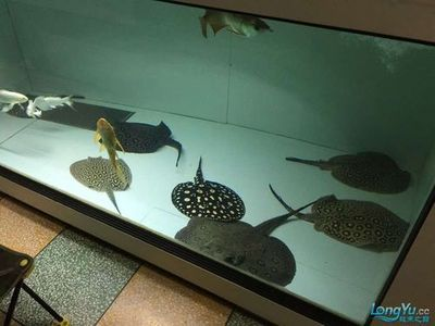 高品質BD魟魚飼養技巧,bd魟魚常見疾病治療方法,bd魟魚混養注意事項 魟魚百科 第2張 高品質BD魟魚飼養技巧,bd魟魚常見疾病治療方法,bd魟魚混養注意事項 高品質BD魟魚飼養技巧,bd魟魚常見疾病治療方法,bd魟魚混養注意事項 魟魚百科 第2張