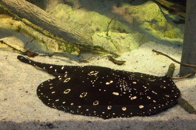高品質BD魟魚飼養技巧,bd魟魚常見疾病治療方法,bd魟魚混養注意事項 魟魚百科 第5張 高品質BD魟魚飼養技巧,bd魟魚常見疾病治療方法,bd魟魚混養注意事項 高品質BD魟魚飼養技巧,bd魟魚常見疾病治療方法,bd魟魚混養注意事項 魟魚百科 第5張