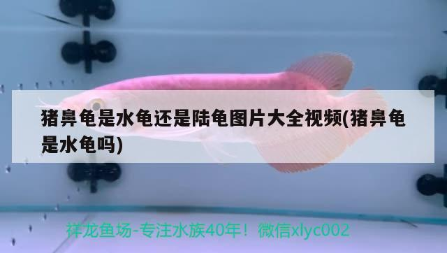 豬鼻龜是水龜還是陸龜圖片大全視頻(豬鼻龜是水龜嗎)