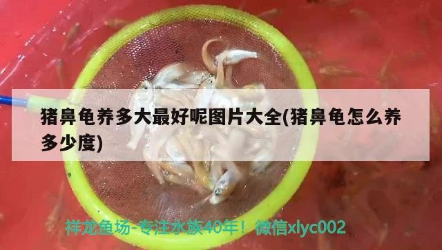 豬鼻龜養多大最好呢圖片大全(豬鼻龜怎么養多少度) 豬鼻龜養多大最好呢圖片大全(豬鼻龜怎么養多少度) 豬鼻龜百科