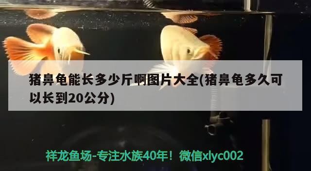 豬鼻龜能長多少斤啊圖片大全(豬鼻龜多久可以長到20公分) 豬鼻龜能長多少斤啊圖片大全(豬鼻龜多久可以長到20公分) 豬鼻龜百科