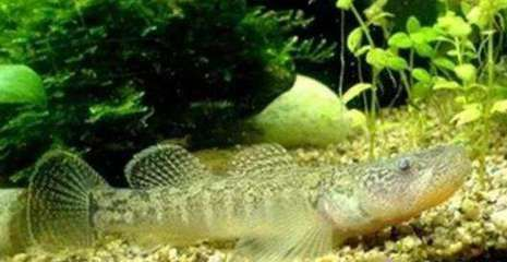 虎魚能吃小魚嗎：虎魚會(huì)吃小魚嗎