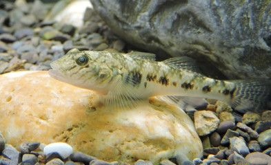 虎魚能吃小魚嗎：虎魚會(huì)吃小魚嗎
