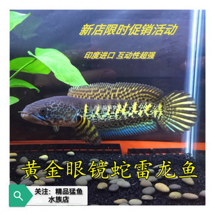 龍魚干蝦有營養嗎 上過濾魚缸改下過濾視頻講解(上過濾魚缸改下過濾視頻講解教程) 觀賞魚百科 上過濾魚缸改下過濾視頻講解(上過濾魚缸改下過濾視頻講解教程) 上過濾魚缸改下過濾視頻講解(上過濾魚缸改下過濾視頻講解教程) 觀賞魚百科
