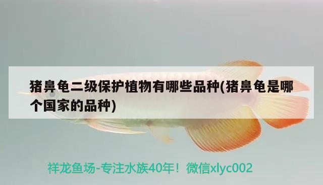 豬鼻龜二級保護植物有哪些品種(豬鼻龜是哪個國家的品種)