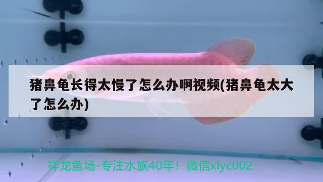 豬鼻龜長得太慢了怎么辦啊視頻(豬鼻龜太大了怎么辦) 豬鼻龜長得太慢了怎么辦啊視頻(豬鼻龜太大了怎么辦) 豬鼻龜百科