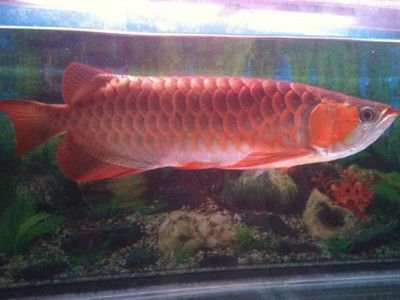 龍魚發紅是怎么回事兒：龍魚發紅可能是由多種原因引起 龍魚發紅是怎么回事兒：龍魚發紅可能是由多種原因引起 紅龍魚百科 第3張