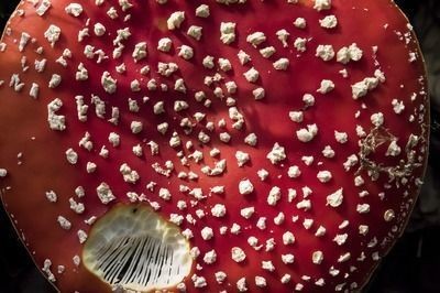 龍魚發紅是怎么回事兒：龍魚發紅可能是由多種原因引起 龍魚發紅是怎么回事兒：龍魚發紅可能是由多種原因引起 紅龍魚百科 第4張