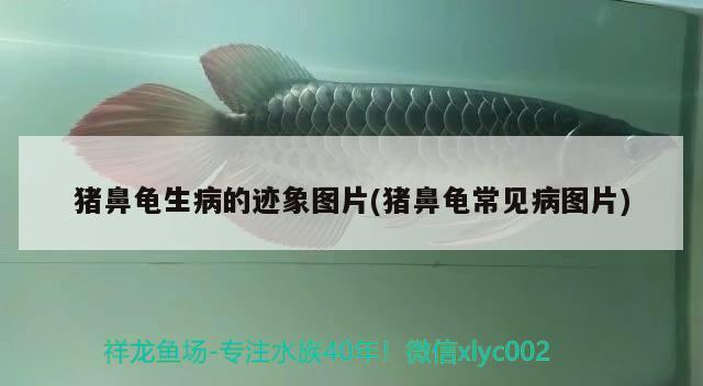 豬鼻龜生病的跡象圖片(豬鼻龜常見病圖片)