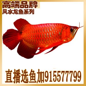 紅龍魚(yú)有哪些品牌好：redphoenix紅龍魚(yú)品種介紹 紅龍魚(yú)有哪些品牌好：redphoenix紅龍魚(yú)品種介紹 紅龍魚(yú)百科 第4張