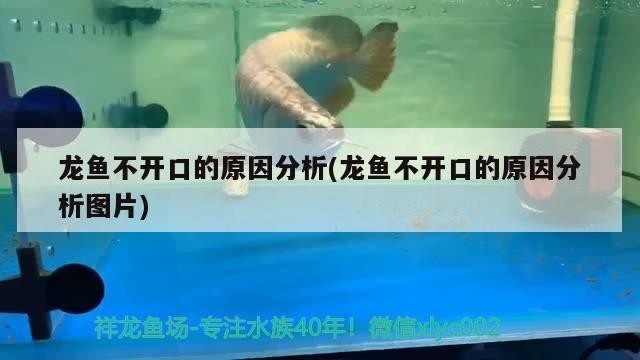 龍魚不開口的原因分析(龍魚不開口的原因分析圖片)