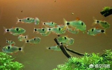 十厘米虎魚喂多少：十厘米虎魚一天喂兩次,喂食時應注意食物的選擇和喂食的量