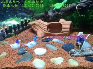 博山哪里買魚缸比較好的地方：博山幾個可以購買魚缸的地點