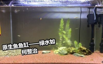 觀賞魚能吃小米嗎（觀賞魚能吃小米嗎怎么喂）