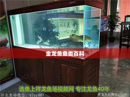 金龍魚百度百科 金龍魚百度百科 龍魚百科 第3張