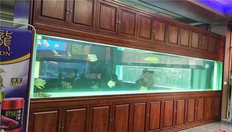 九龍缸:祥龍魚場龍魚專用缸