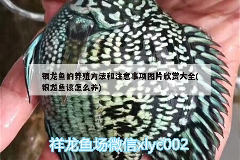銀龍魚的養殖方法和注意事項圖片欣賞大全(銀龍魚該怎么養)