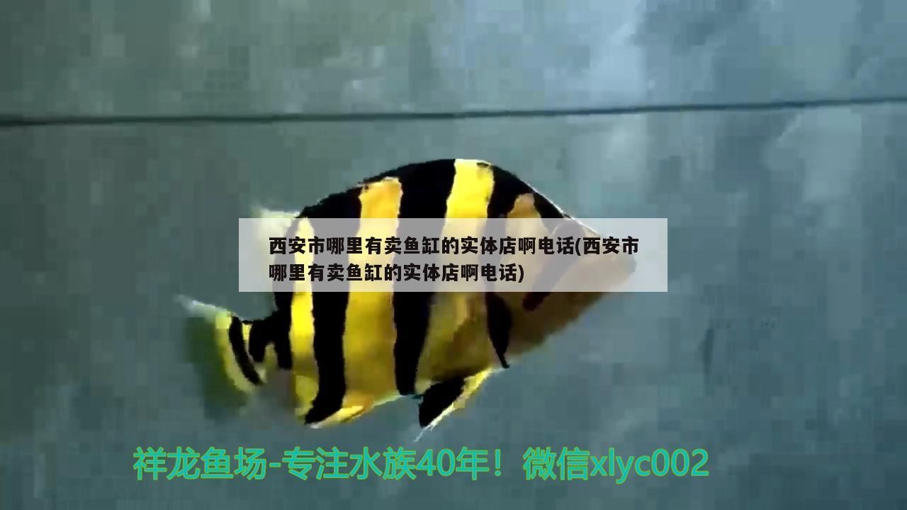 西安市哪里有賣魚缸的實體店啊電話(西安市哪里有賣魚缸的實體店啊電話)