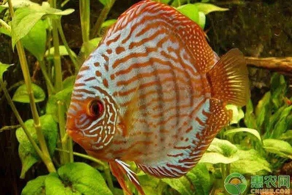 營口市西市北極水族館（營口市西市北極水族館電話） 營口市西市北極水族館（營口市西市北極水族館電話） 全國水族館企業名錄 第3張