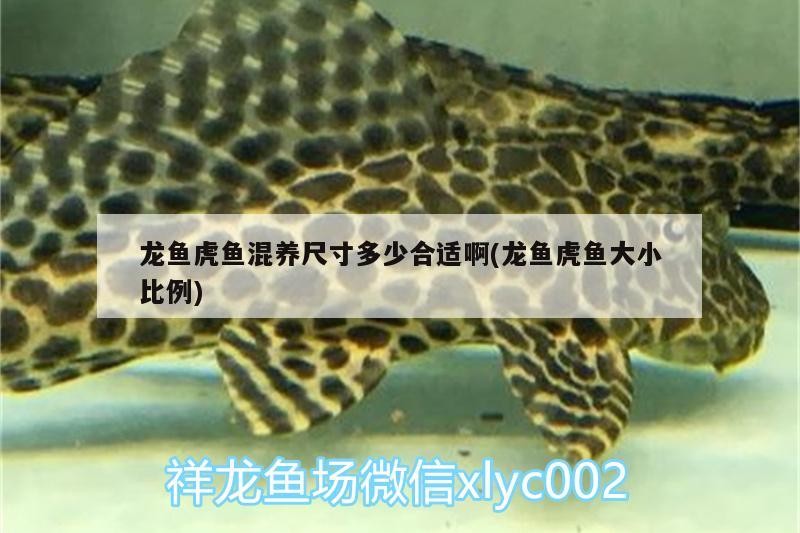 龍魚虎魚混養(yǎng)尺寸多少合適啊(龍魚虎魚大小比例)