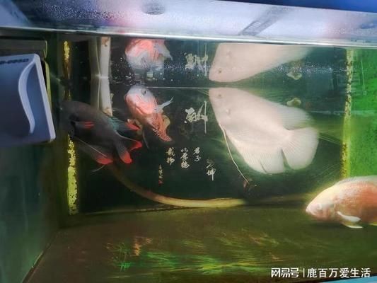 魚缸水發黃處理方法 魚缸水發黃處理方法 魚缸百科 第3張