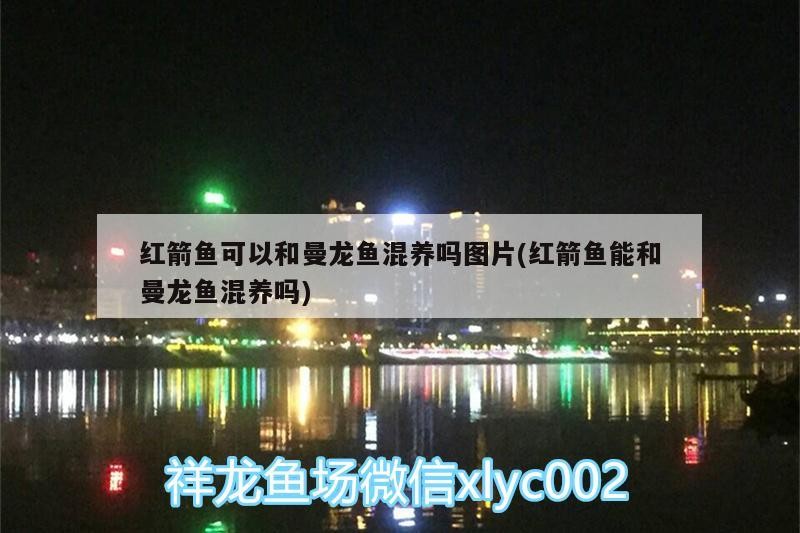 紅龍魚和虎魚混養用什么背景圖好看點(龍魚虎魚和什么魚混養)