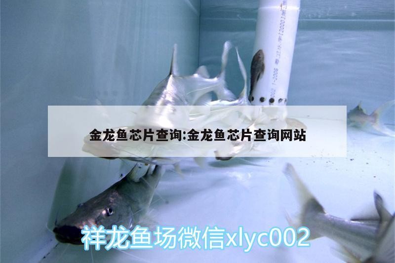 金龍魚芯片查詢:金龍魚芯片查詢網站