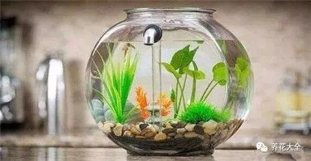 半圓弧魚缸是熱彎缸嗎視頻：半圓弧魚缸是否為熱彎缸取決于其具體的制作工藝