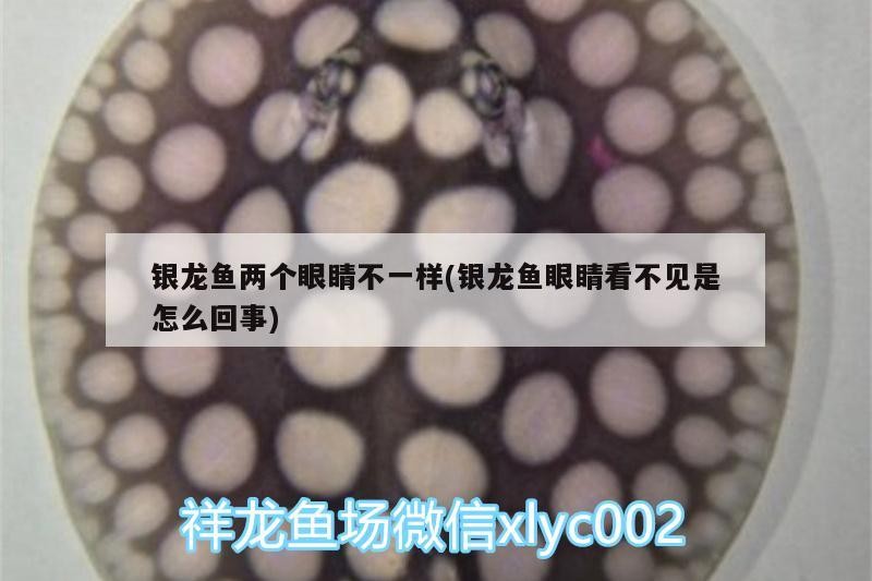 銀龍魚兩個眼睛不一樣(銀龍魚眼睛看不見是怎么回事) 銀龍魚兩個眼睛不一樣(銀龍魚眼睛看不見是怎么回事) 銀龍魚百科