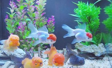 次氯酸消毒液可以給魚缸消毒嗎：次氯酸消毒液使用注意事項次氯酸消毒液的使用注意事項 次氯酸消毒液可以給魚缸消毒嗎：次氯酸消毒液使用注意事項次氯酸消毒液的使用注意事項 魚缸百科 第4張