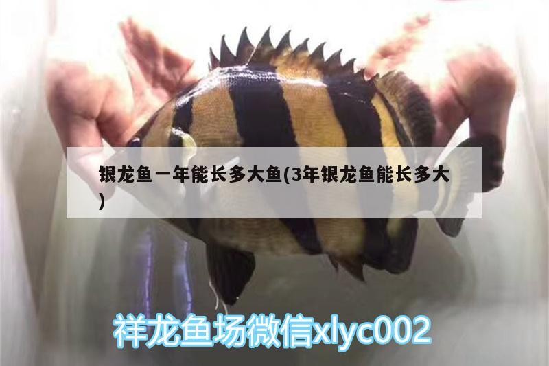 銀龍魚一年能長多大魚(3年銀龍魚能長多大)