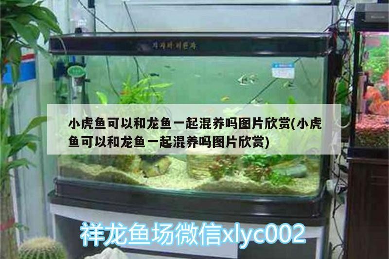 小虎魚可以和龍魚一起混養嗎圖片欣賞(小虎魚可以和龍魚一起混養嗎圖片欣賞)