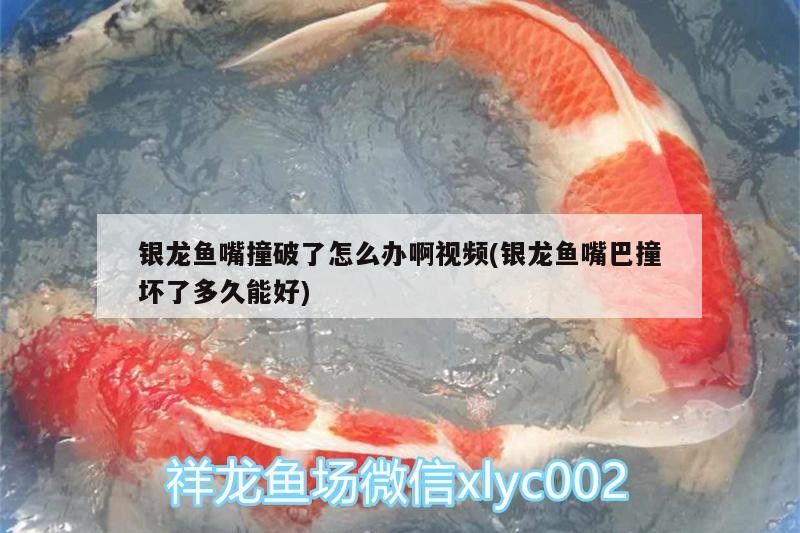 銀龍魚嘴撞破了怎么辦啊視頻(銀龍魚嘴巴撞壞了多久能好) 銀龍魚嘴撞破了怎么辦啊視頻(銀龍魚嘴巴撞壞了多久能好) 銀龍魚百科