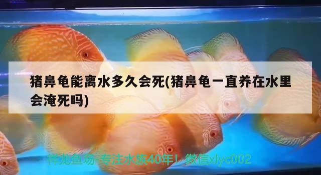 魚(yú)缸用增氧泵價(jià)格是多少:魚(yú)缸增氧機(jī)-xtrac增氧機(jī)-xtrac增氧機(jī) 豬鼻龜能離水多久會(huì)死(豬鼻龜一直養(yǎng)在水里會(huì)淹死嗎) 豬鼻龜百科 豬鼻龜能離水多久會(huì)死(豬鼻龜一直養(yǎng)在水里會(huì)淹死嗎) 豬鼻龜能離水多久會(huì)死(豬鼻龜一直養(yǎng)在水里會(huì)淹死嗎) 豬鼻龜百科