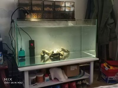 自貢市自流井區三和水族商店（自貢市自流井區三和水族商店電話）