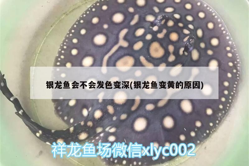 銀龍魚會不會發(fā)色變深(銀龍魚變黃的原因) 銀龍魚會不會發(fā)色變深(銀龍魚變黃的原因) 銀龍魚百科