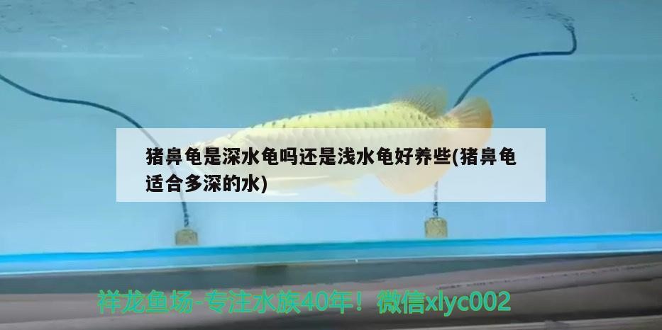 豬鼻龜是深水龜嗎還是淺水龜好養些(豬鼻龜適合多深的水)