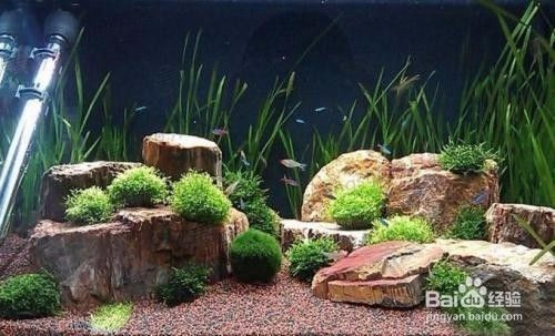 如何祛除魚缸水垢小妙招（如何祛除魚缸水垢小妙招視頻）