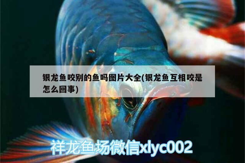銀龍魚咬別的魚嗎圖片大全(銀龍魚互相咬是怎么回事) 銀龍魚咬別的魚嗎圖片大全(銀龍魚互相咬是怎么回事) 銀龍魚百科