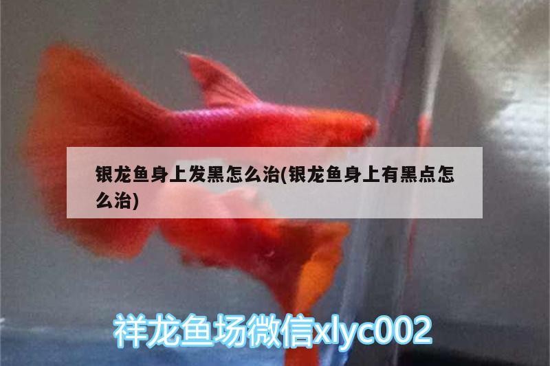 銀龍魚身上發黑怎么治(銀龍魚身上有黑點怎么治) 銀龍魚身上發黑怎么治(銀龍魚身上有黑點怎么治) 銀龍魚百科