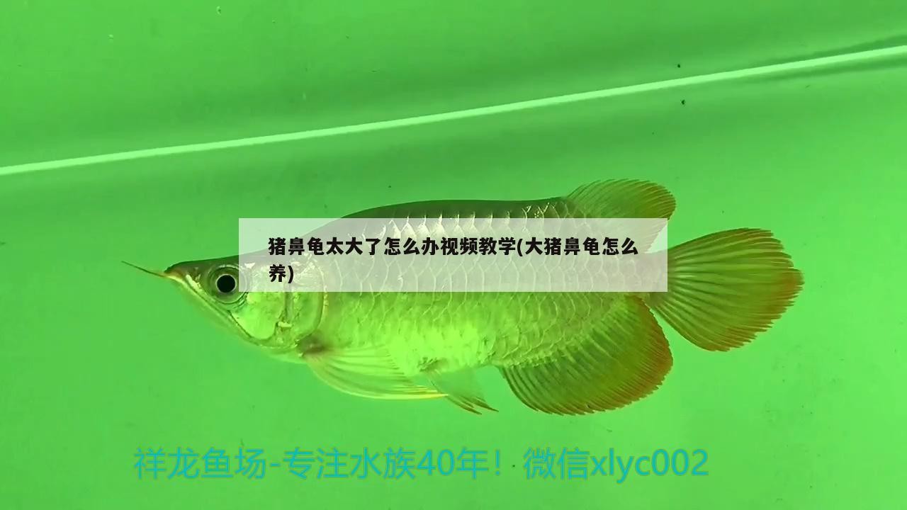 豬鼻龜太大了怎么辦視頻教學(大豬鼻龜怎么養)