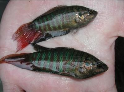 北方戶外養殖觀賞魚有哪些（北方戶外養殖觀賞魚的種類）