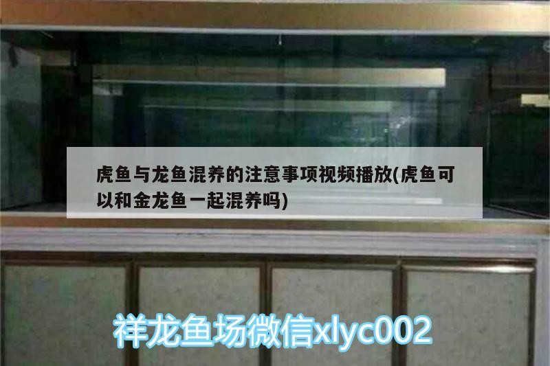 虎魚與龍魚混養的注意事項視頻播放(虎魚可以和金龍魚一起混養嗎)