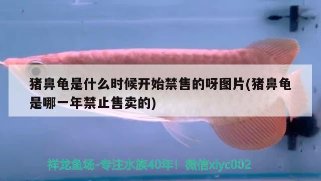 豬鼻龜是什么時候開始禁售的呀圖片(豬鼻龜是哪一年禁止售賣的)