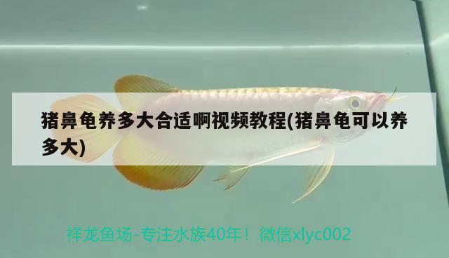 豬鼻龜養多大合適啊視頻教程(豬鼻龜可以養多大)